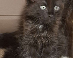 Кошки в Санкт-Петербурге: Мальчик мейн кун Мальчик, 65 000 руб. - фото 1