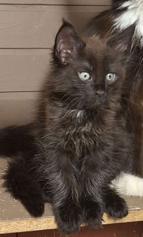 Мальчик мейн кун