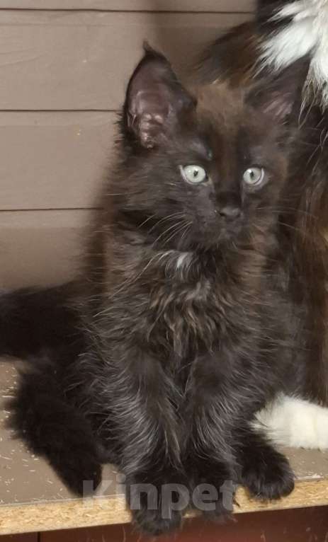 Кошки в Санкт-Петербурге: Мальчик мейн кун Мальчик, 65 000 руб. - фото 1