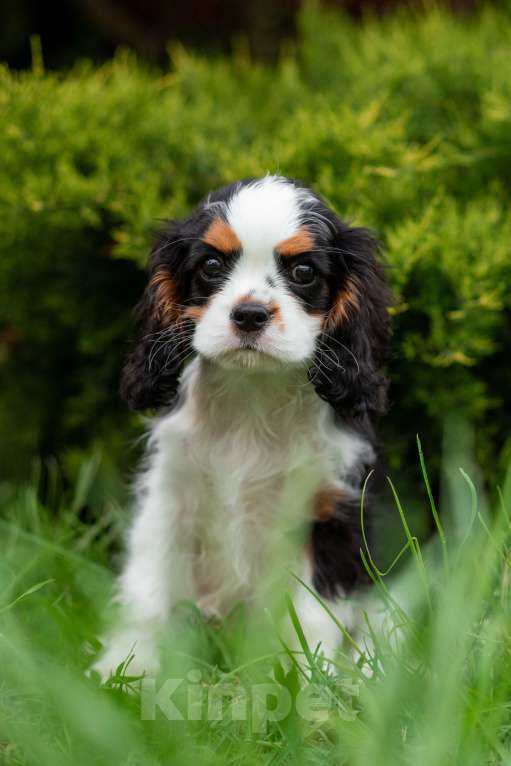 Собаки в других городах Краснодарского края: Кавалер Кинг Чарльз  Мальчик, 90 000 руб. - фото 6