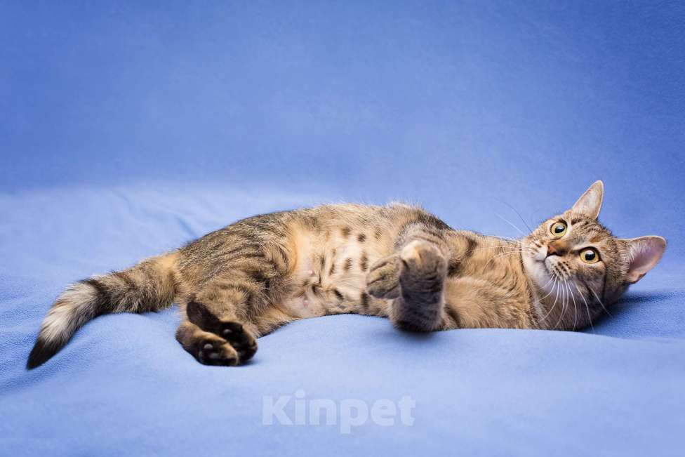 Кошки в Москве: Очаровательная полосатая кошечка Джуля в добрые руки Девочка, 1 руб. - фото 6