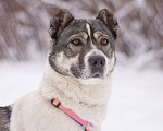 Собаки в Москве: Не алабай, а очень ласковая кошечка Юта в поисках семьи Девочка, Бесплатно - фото 2