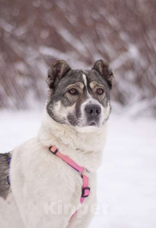 Собаки в Москве: Не алабай, а очень ласковая кошечка Юта в поисках семьи Девочка, Бесплатно - фото 2