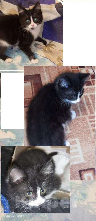 Кошки в Москве: Кошечка Умка Девочка, 100 руб. - фото 2