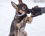 Собаки в Москве: Самая милая девочка в добрые ручки!! Девочка, Бесплатно - фото 1