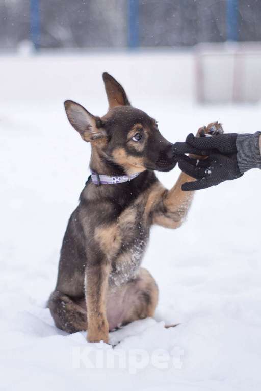 Собаки в Москве: Самая милая девочка в добрые ручки!! Девочка, Бесплатно - фото 1