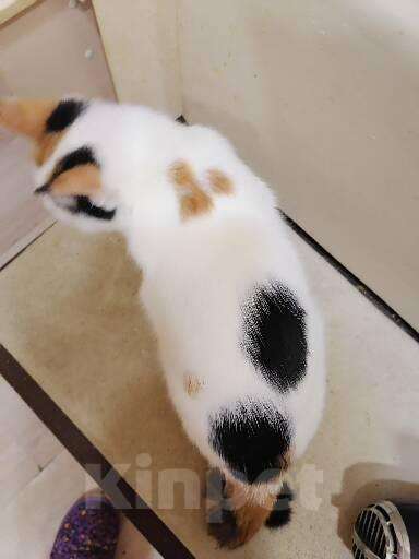 Кошки в Томске: Красавица необычная трехцветка Девочка, 10 руб. - фото 3