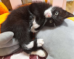 Кошки в Фрязино: Котенок Бегемот ищет дом. Мальчик, Бесплатно - фото 1