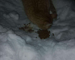 Кошки в Камызяке: Рыжик 6 мес ищет дом, Бесплатно - фото 4