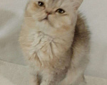Кошки в Ливны: Британские котята, 4 000 руб. - фото 1