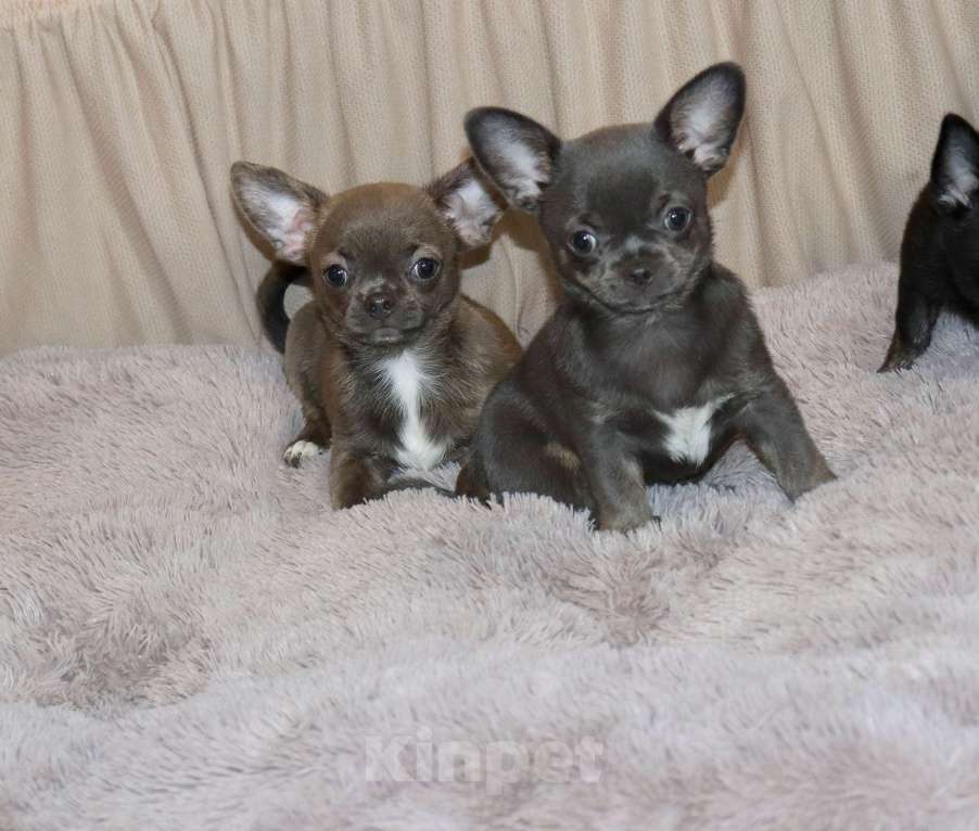 Собаки в Москве: Голубые Сестрички чихуахуа Девочка, 75 000 руб. - фото 1