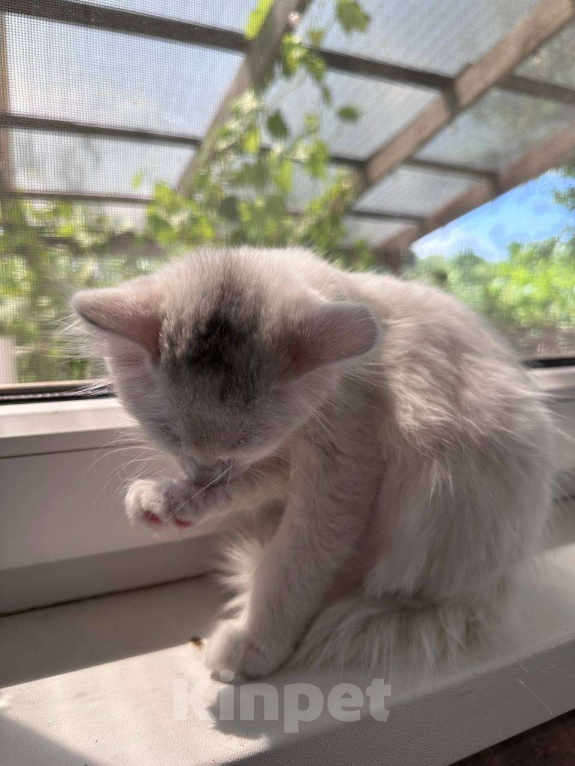 Кошки в Ставрополе: Кошечка малышка котенок 2,5 месяца кошка белая Девочка, Бесплатно - фото 4