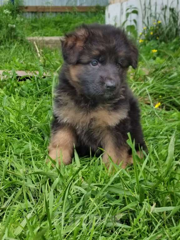 Собаки в Вологде: Щенок немецкой длинношёрстной овчарки, девчушка. Девочка, Бесплатно - фото 2
