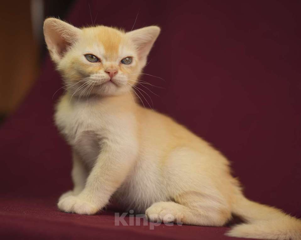 Кошки в Москве: Рыжий бурманский котик Мальчик, 100 000 руб. - фото 2