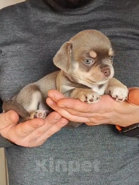 Собаки в Саратове: Шенок Чихуахуа Мальчик, 25 000 руб. - фото 5