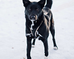 Собаки в Москве: Шейла Девочка, Бесплатно - фото 2