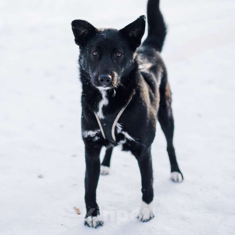 Собаки в Москве: Шейла Девочка, Бесплатно - фото 2