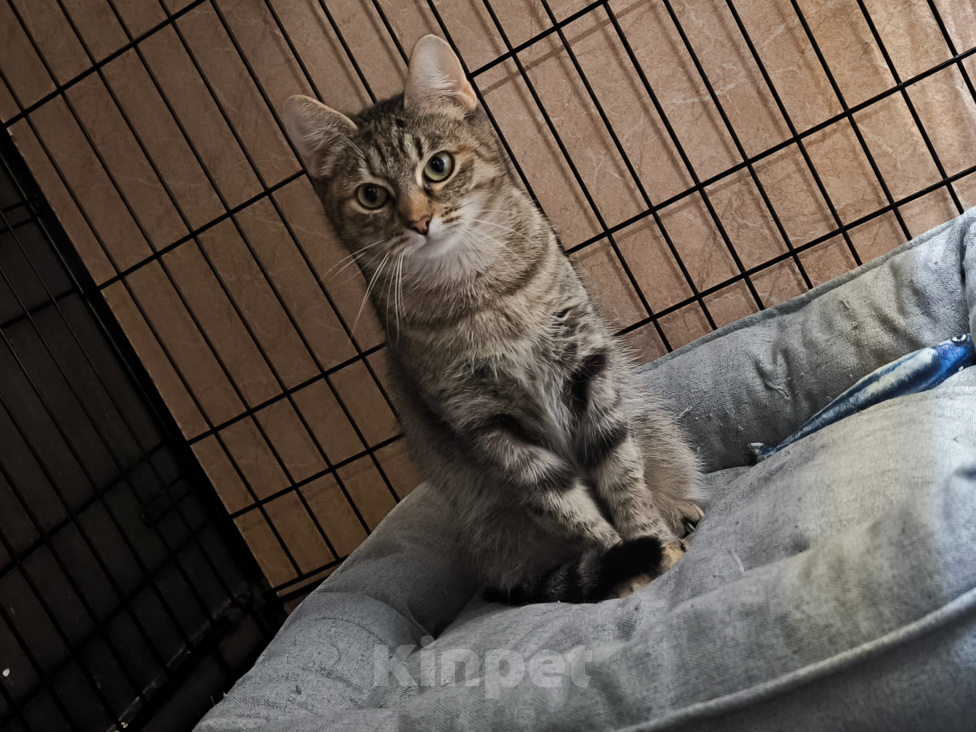 Кошки в Москве: Кошечка Бантик в добрые руки Девочка, Бесплатно - фото 3
