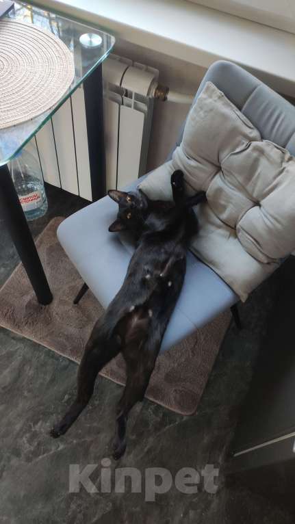 Кошки в Санкт-Петербурге: Бомбейские котята  Мальчик, Бесплатно - фото 3