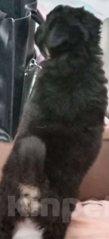 Собаки в Липецке: Отдам щенка-девочку в хорошие руки Девочка, 1 руб. - фото 3