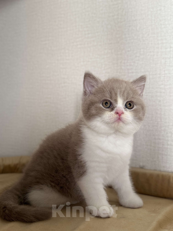 Кошки в Москве: Котик лиловый биколор Мальчик, Бесплатно - фото 1