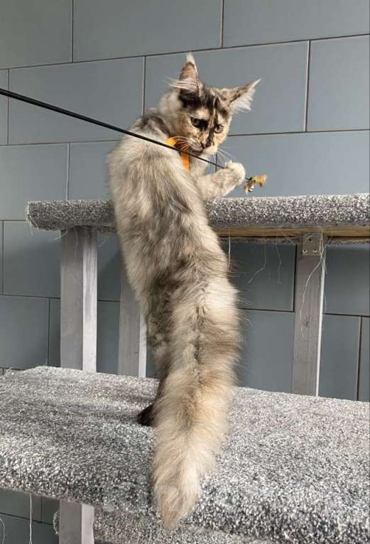 Кошки в других городах Московской области: Красотка мейн кун из питомника с документами Девочка, 50 000 руб. - фото 3