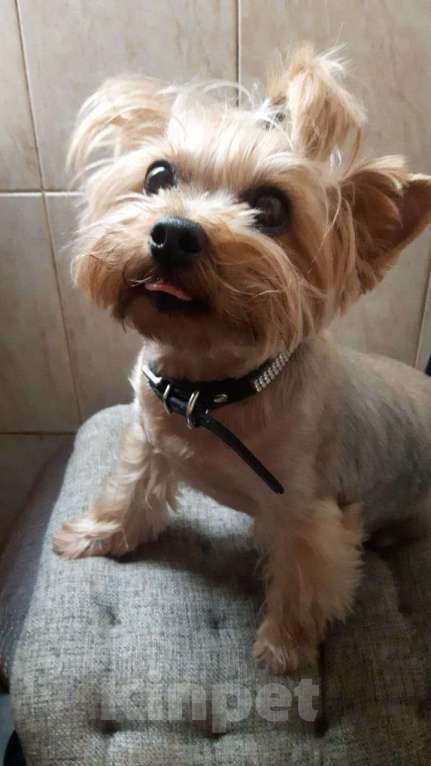 Собаки в Сочи: Потерялся верный друг детей Девочка, 10 000 руб. - фото 2