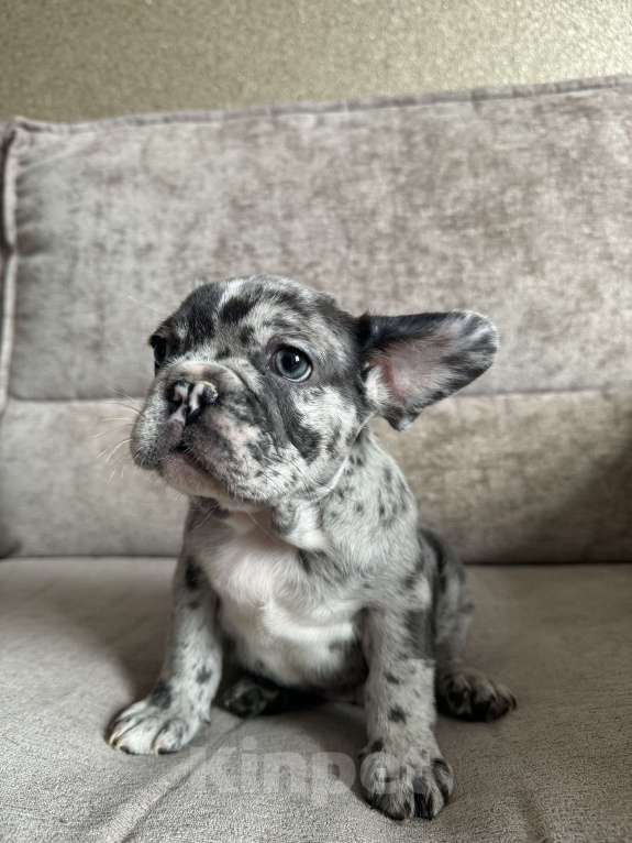 Собаки в Москве: Французский бульдог щенок  Мальчик, 80 000 руб. - фото 3