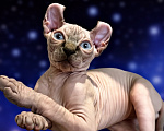 Кошки в Тюмени: купить котёнка канадского сфинкса / эльфа Мальчик, 70 000 руб. - фото 1