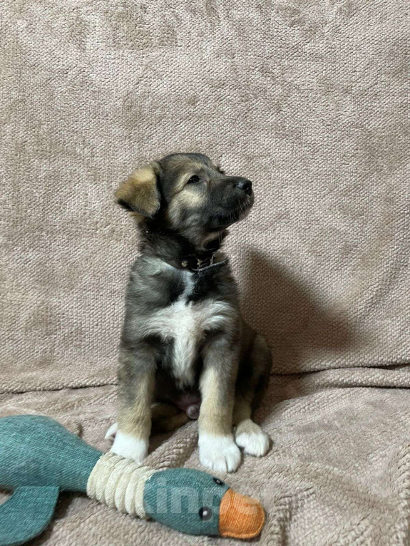 Собаки в Новосибирске: Щенкам нужен дом Мальчик, Бесплатно - фото 2