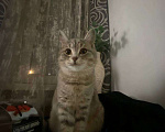 Кошки в Воронеже: шотландский котенок Девочка, Бесплатно - фото 2