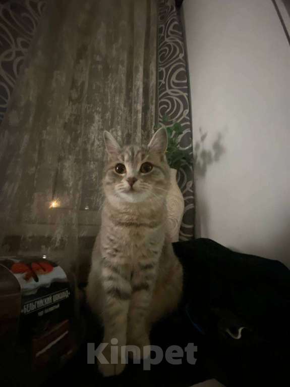 Кошки в Воронеже: шотландский котенок Девочка, Бесплатно - фото 2