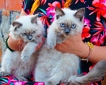 Кошки в Краснодаре: Котята Невская маскарадная кошечка котик пушистые блю поинт окрас Девочка, 17 000 руб. - фото 2