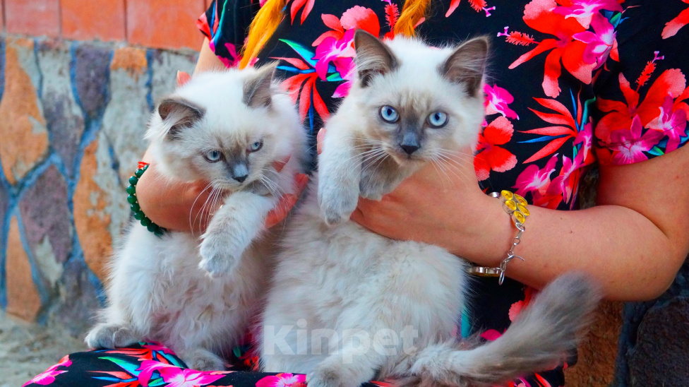 Кошки в Краснодаре: Котята Невская маскарадная кошечка котик пушистые блю поинт окрас Девочка, 17 000 руб. - фото 2