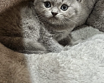 Кошки в Сочи: Шотландский прямоухий котенок Мальчик, 10 000 руб. - фото 1