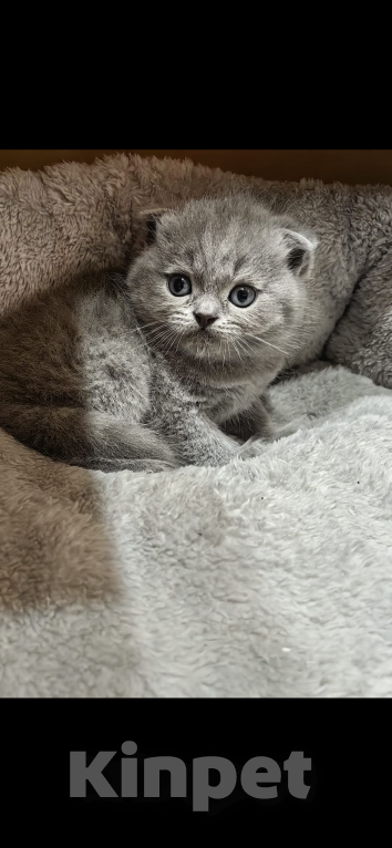 Кошки в Сочи: Шотландский прямоухий котенок Мальчик, 10 000 руб. - фото 1