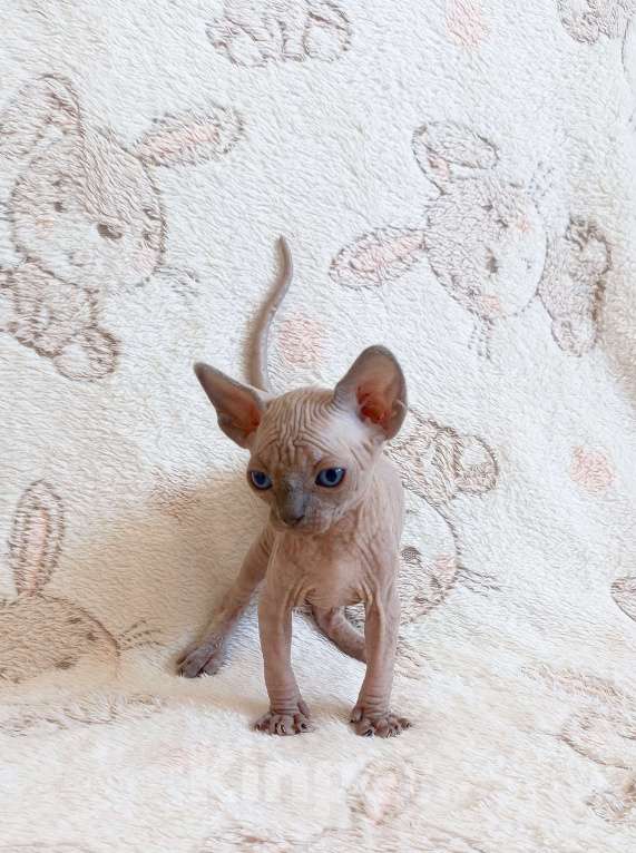 Кошки в Санкт-Петербурге: Котята канадского сфинкса Мальчик, Бесплатно - фото 3