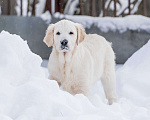Собаки в Москве: Щенки Золотистого ретривера Мальчик, 100 000 руб. - фото 1