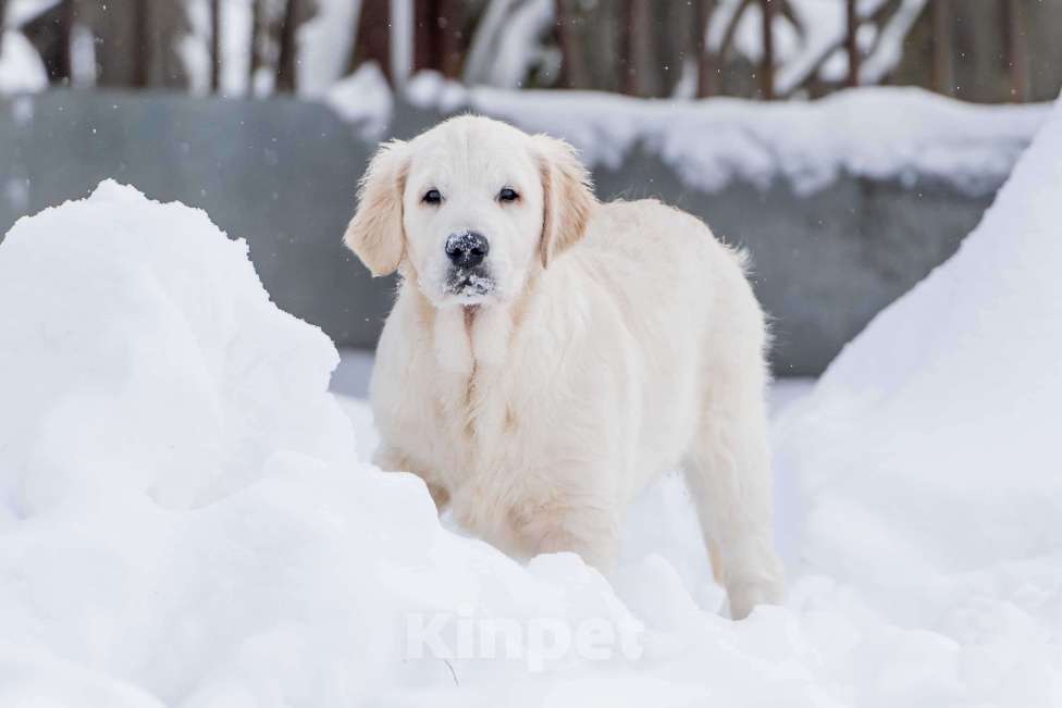 Собаки в Москве: Щенки Золотистого ретривера Мальчик, 100 000 руб. - фото 1