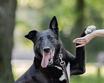 Собаки в Москве: Очаровательный Бобби в добрые руки  Мальчик, Бесплатно - фото 7