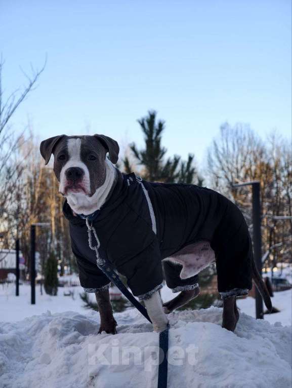 Собаки в Москве: Фродо ищет новый дом Мальчик, 20 000 руб. - фото 5