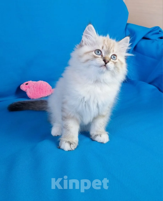 Кошки в Кохме: Невская маскарадная девочка Девочка, 45 000 руб. - фото 5