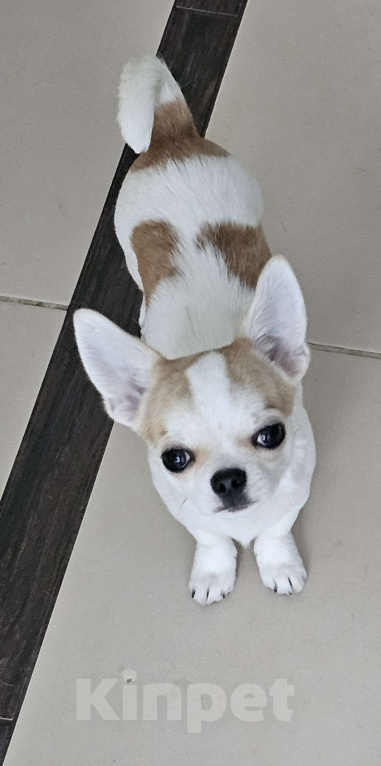 Собаки в других городах Челябинской области: Очаровательный мальчик Мальчик, 40 000 руб. - фото 2