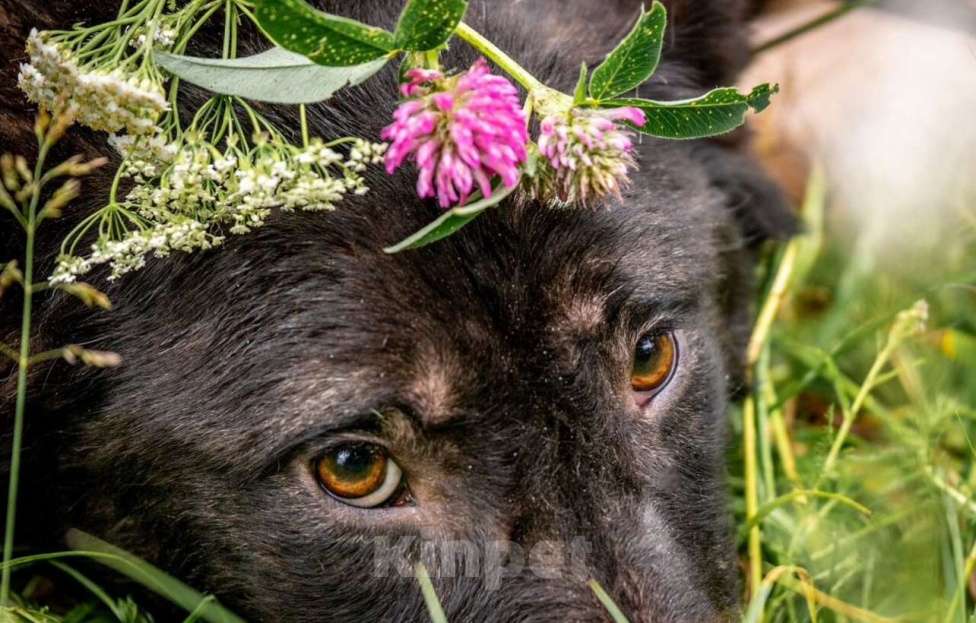 Собаки в других городах Владимирской области: Красивая собака коротколапик в добрые руки Девочка, Бесплатно - фото 4