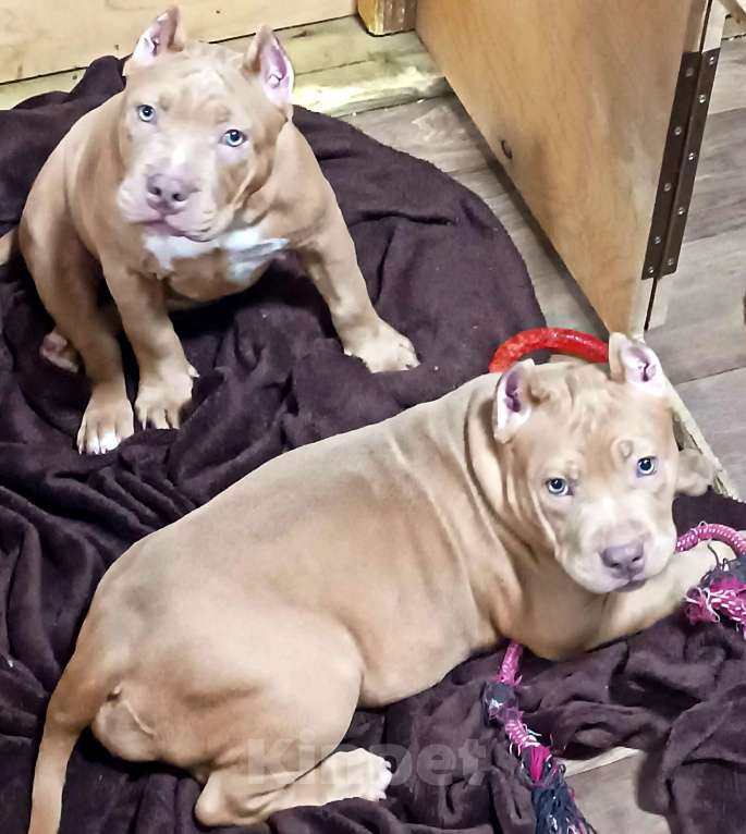 Собаки в Новосибирске: Щенки американского булли Девочка, 90 000 руб. - фото 3