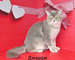 Кошки в Санкт-Петербурге: продаются котик и 2 кошечки Мальчик, Бесплатно - фото 2