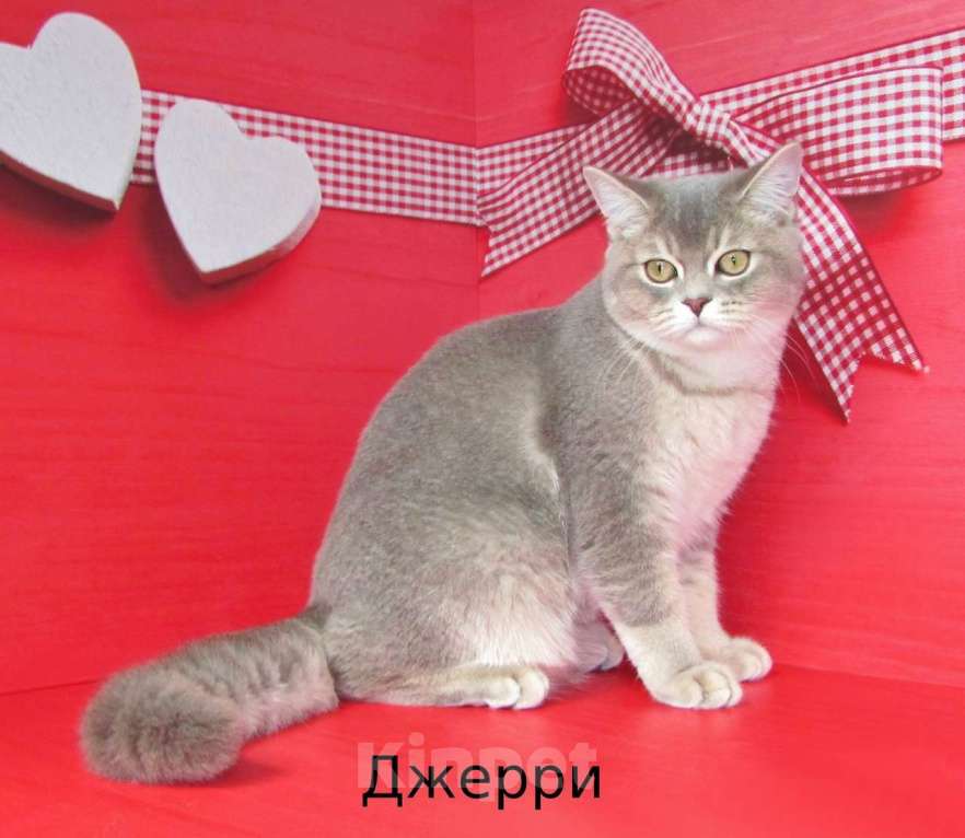 Кошки в Санкт-Петербурге: продаются котик и 2 кошечки Мальчик, Бесплатно - фото 2