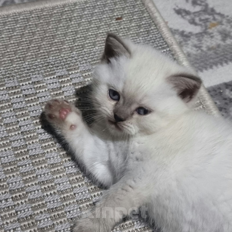 Кошки в Пушкино: Котёнок. Мальчик, 10 000 руб. - фото 1