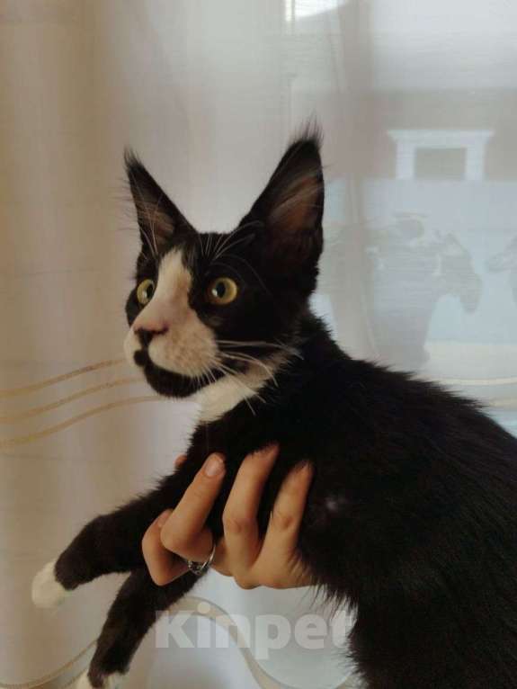 Кошки в Чите: Котенок мейнкун Мальчик, 35 000 руб. - фото 1