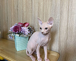 Кошки в Волгограде: Котята  Сфинкса, Эльфа  Девочка, 20 000 руб. - фото 5